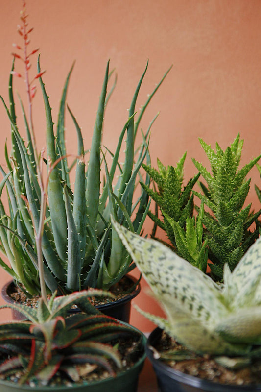 Aloe Exotic Assorted - View 1 from www redcrocus com