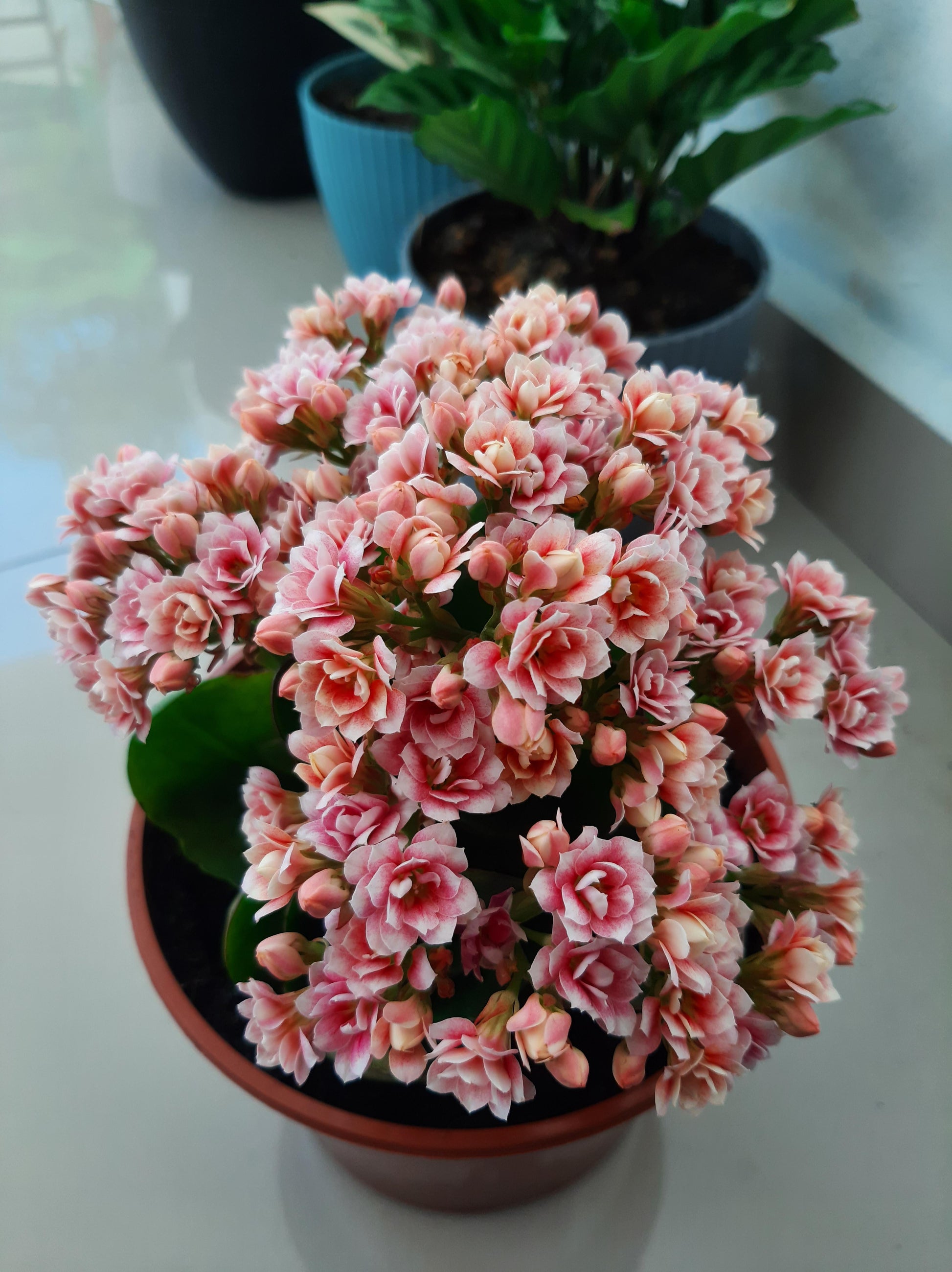 Kalanchoe Blooming Assorted - View 11 from www redcrocus com