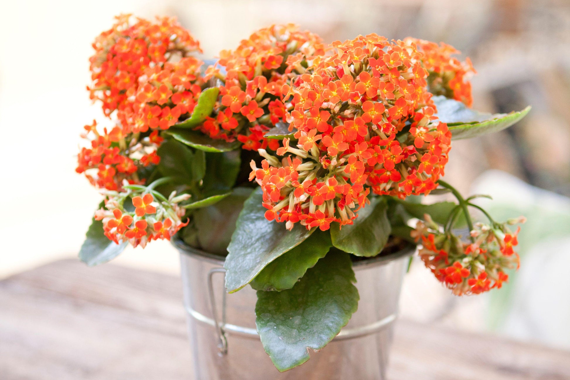 Kalanchoe Blooming Assorted - View 16 from www redcrocus com