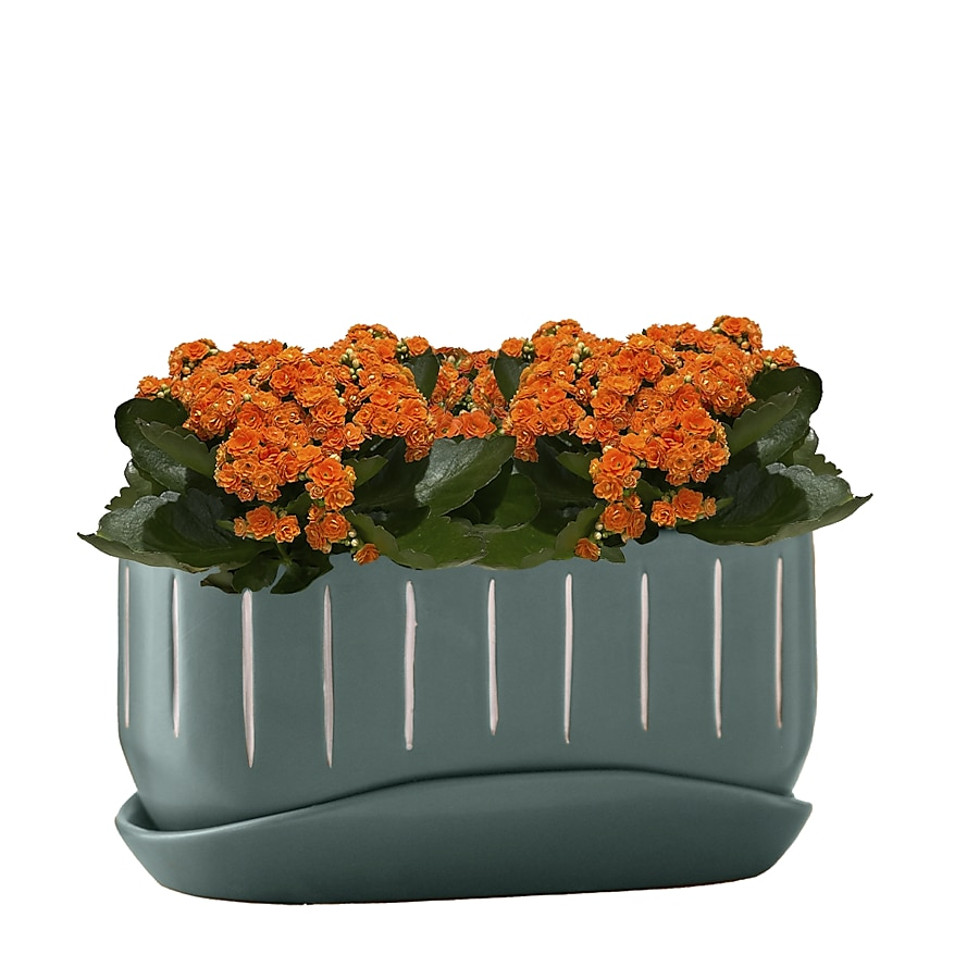 Kalanchoe Blooming Assorted - View 4 from www redcrocus com