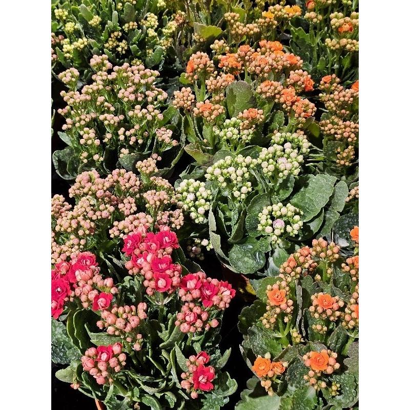 Kalanchoe Blooming Assorted - View 5 from www redcrocus com