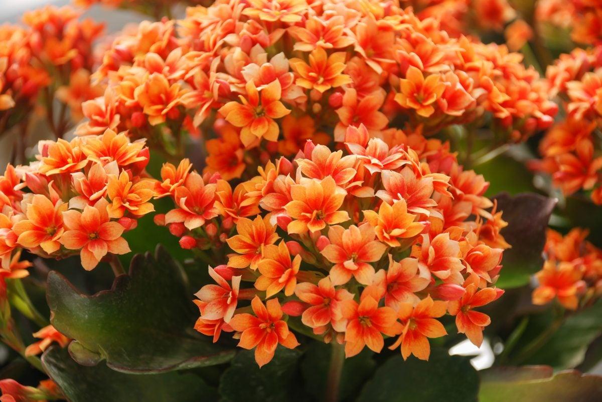 Kalanchoe Blooming Assorted - View 8 from www redcrocus com