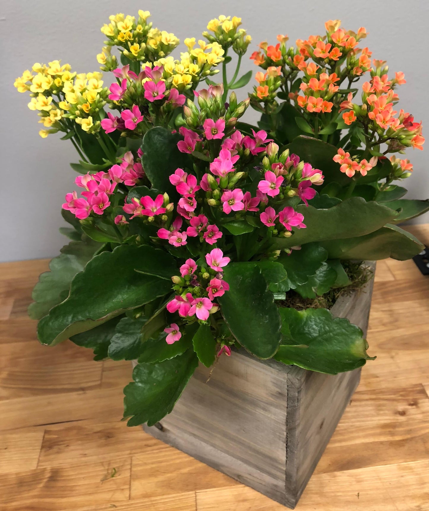 Kalanchoe Blooming Assorted - View 9 from www redcrocus com