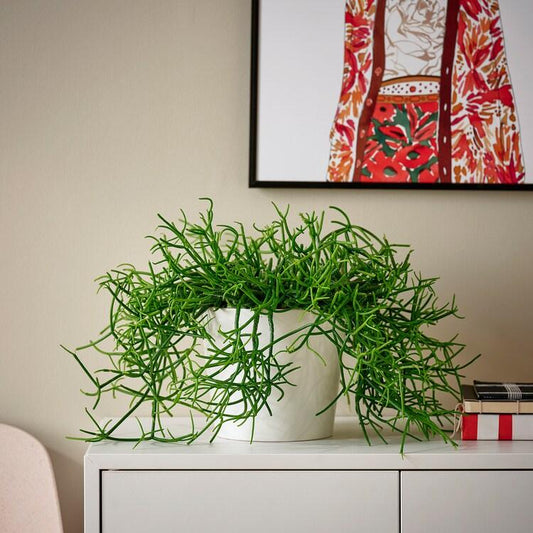 Rhipsalis Assorted - View 10 from www redcrocus com