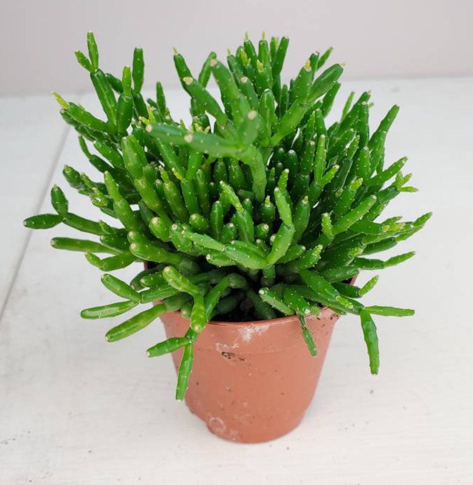 Rhipsalis Assorted - View 1 from www redcrocus com