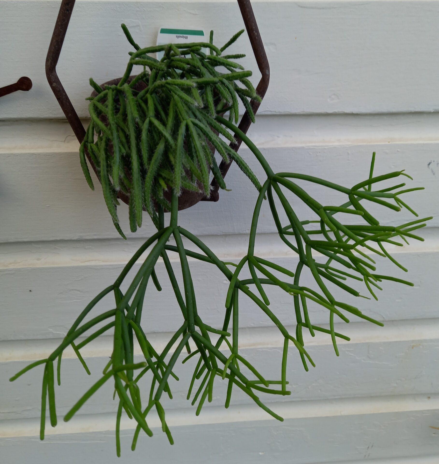 Rhipsalis Assorted - View 3 from www redcrocus com