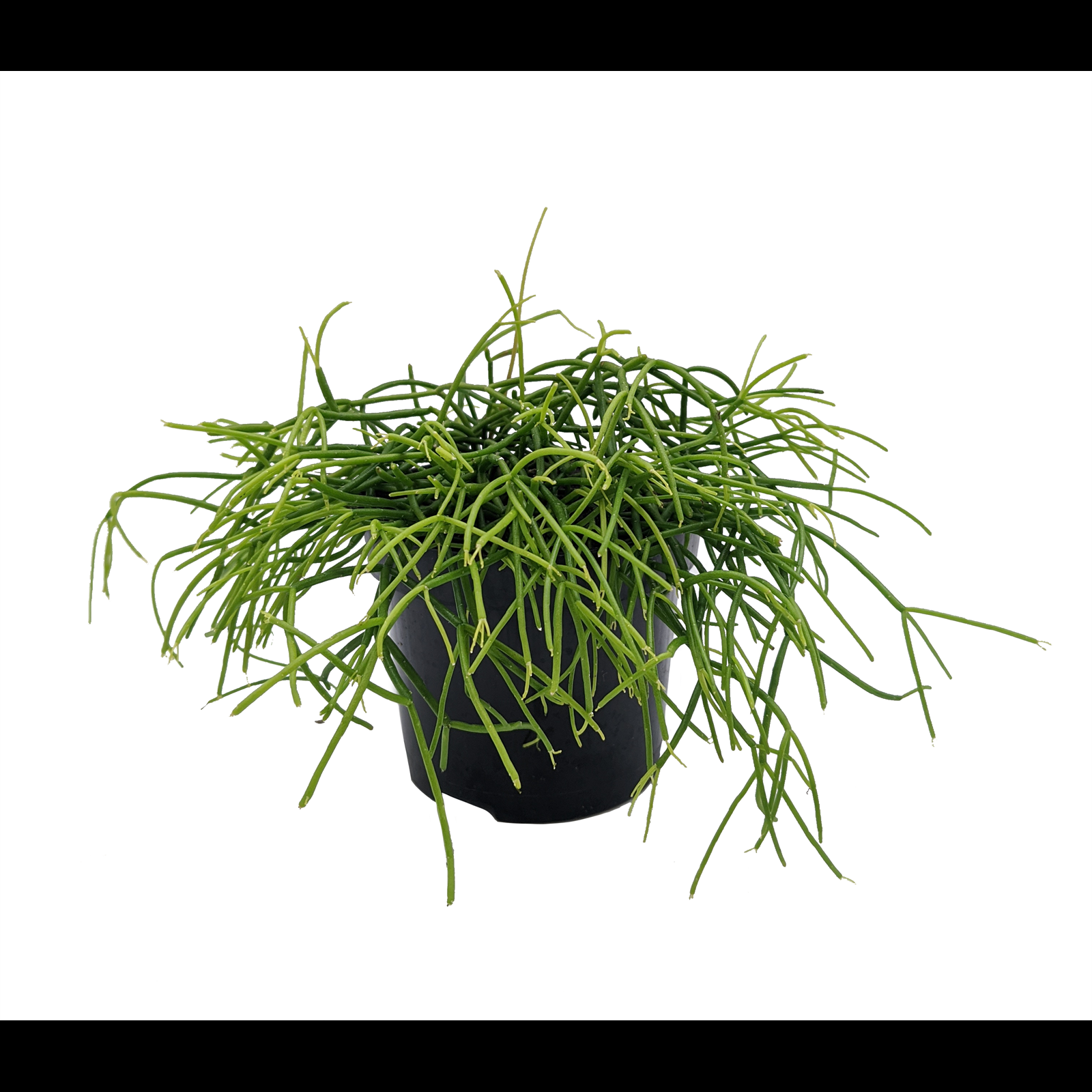 Rhipsalis Assorted - View 5 from www redcrocus com