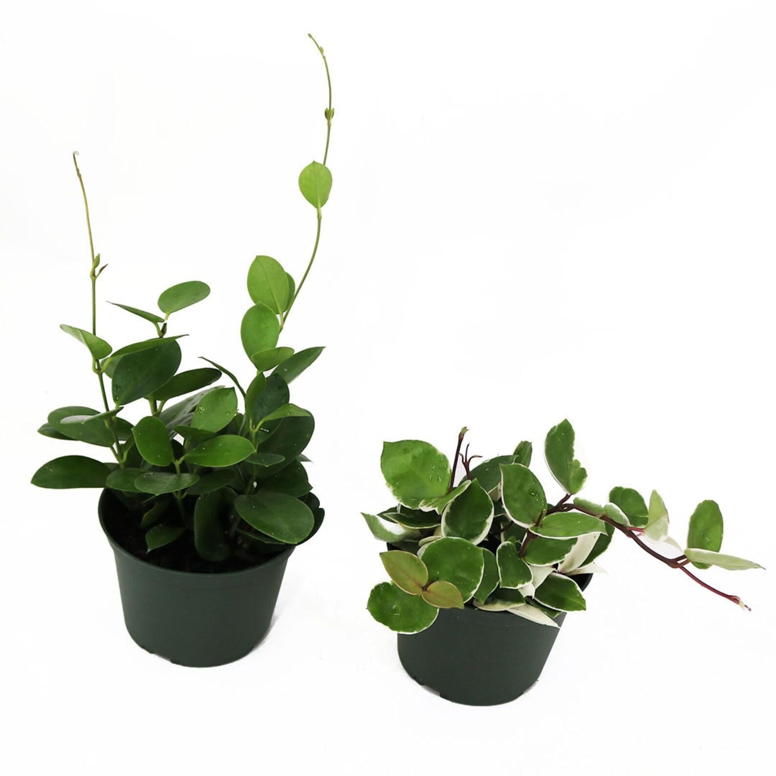 Hoya Assorted - View 12 from www redcrocus com