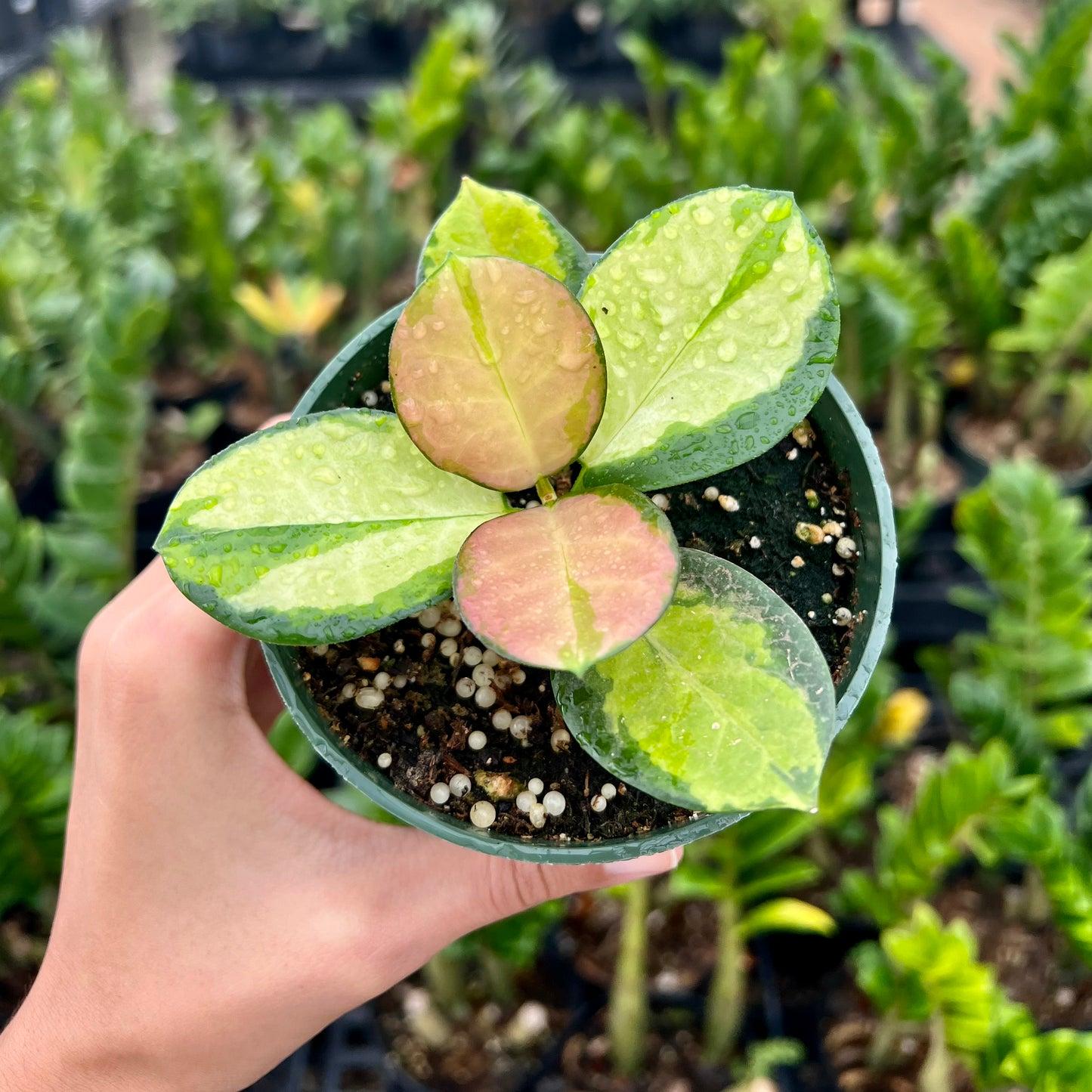 Hoya Assorted - View 6 from www redcrocus com