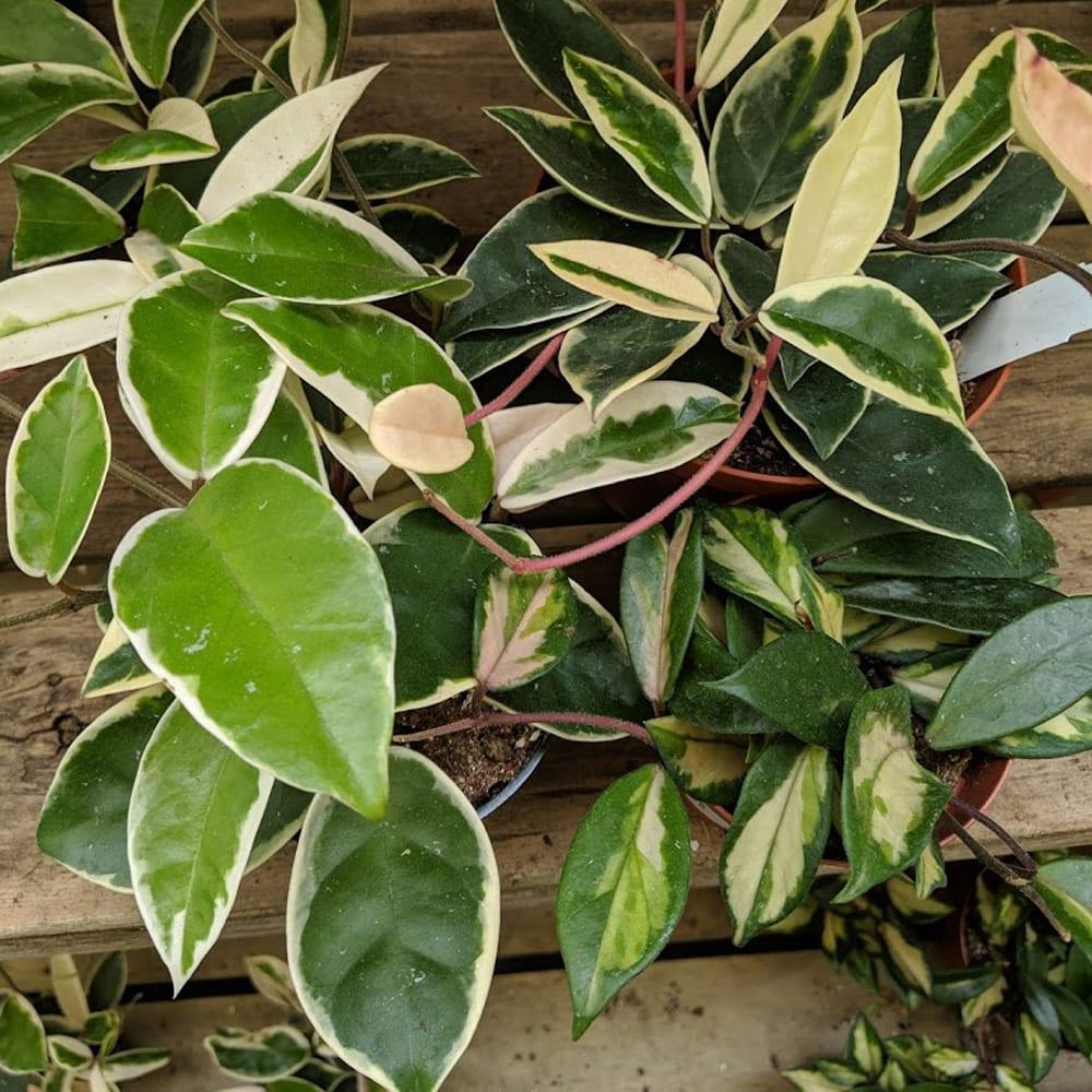 Hoya Assorted - View 9 from www redcrocus com