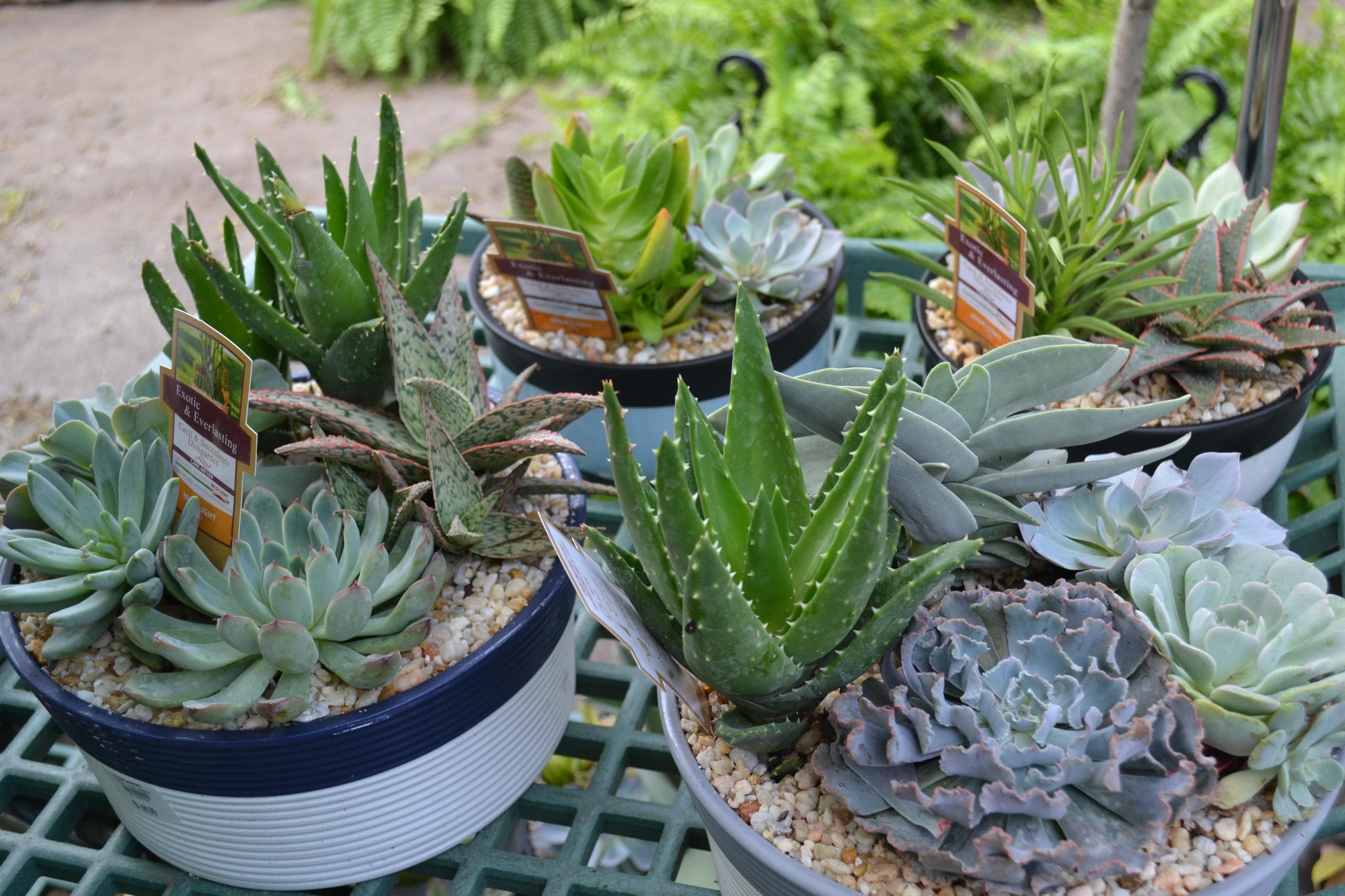 rojas succulents and cacti RedCrocus Assorted Cacti & Succulents- Drought-Resistant Indoor & Outdoor Plants for Patio, Rock Gardens, and Containers, Low Maintenance 8" Pot