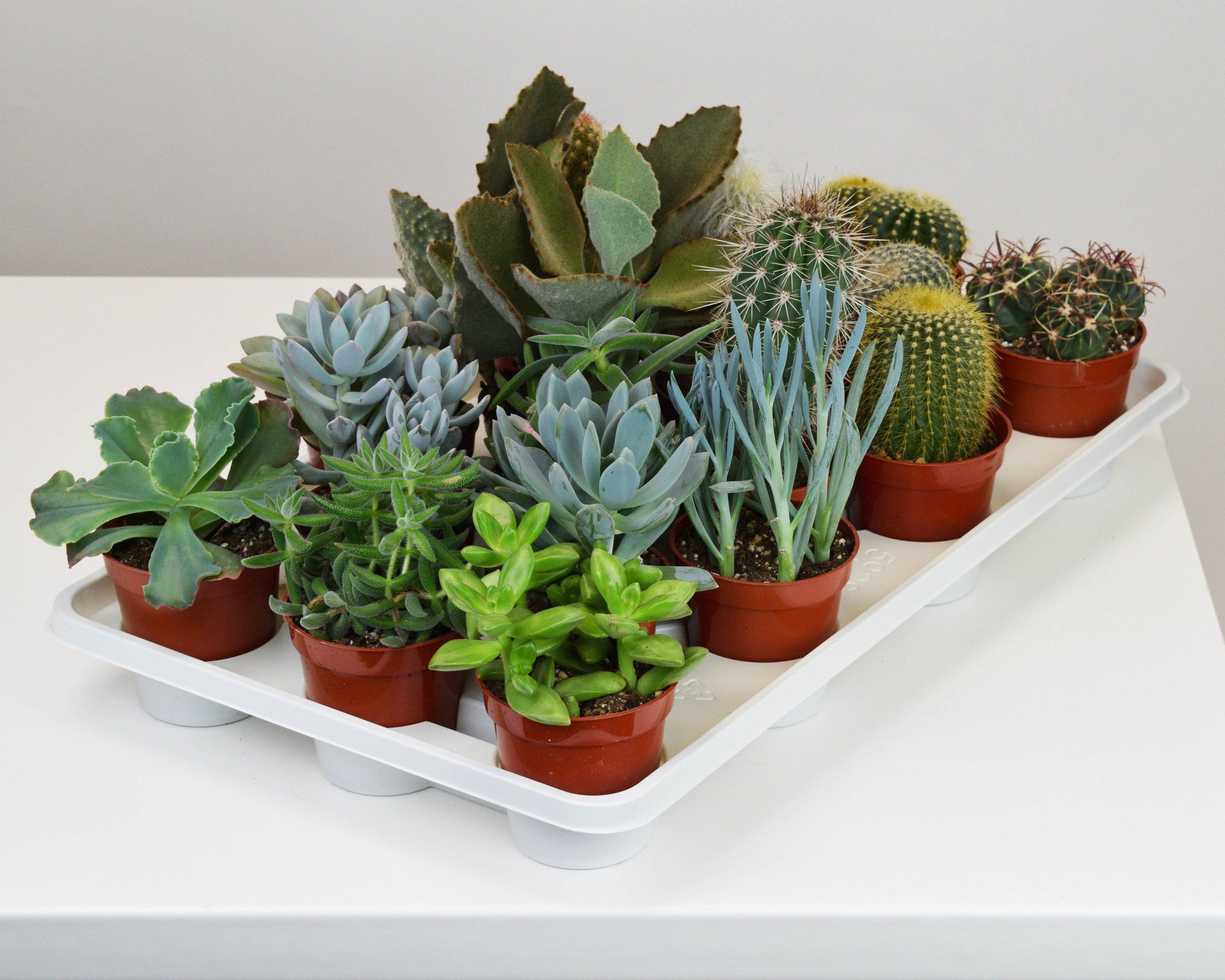 assorted succulents and cacti Assorted Cacti & Succulents