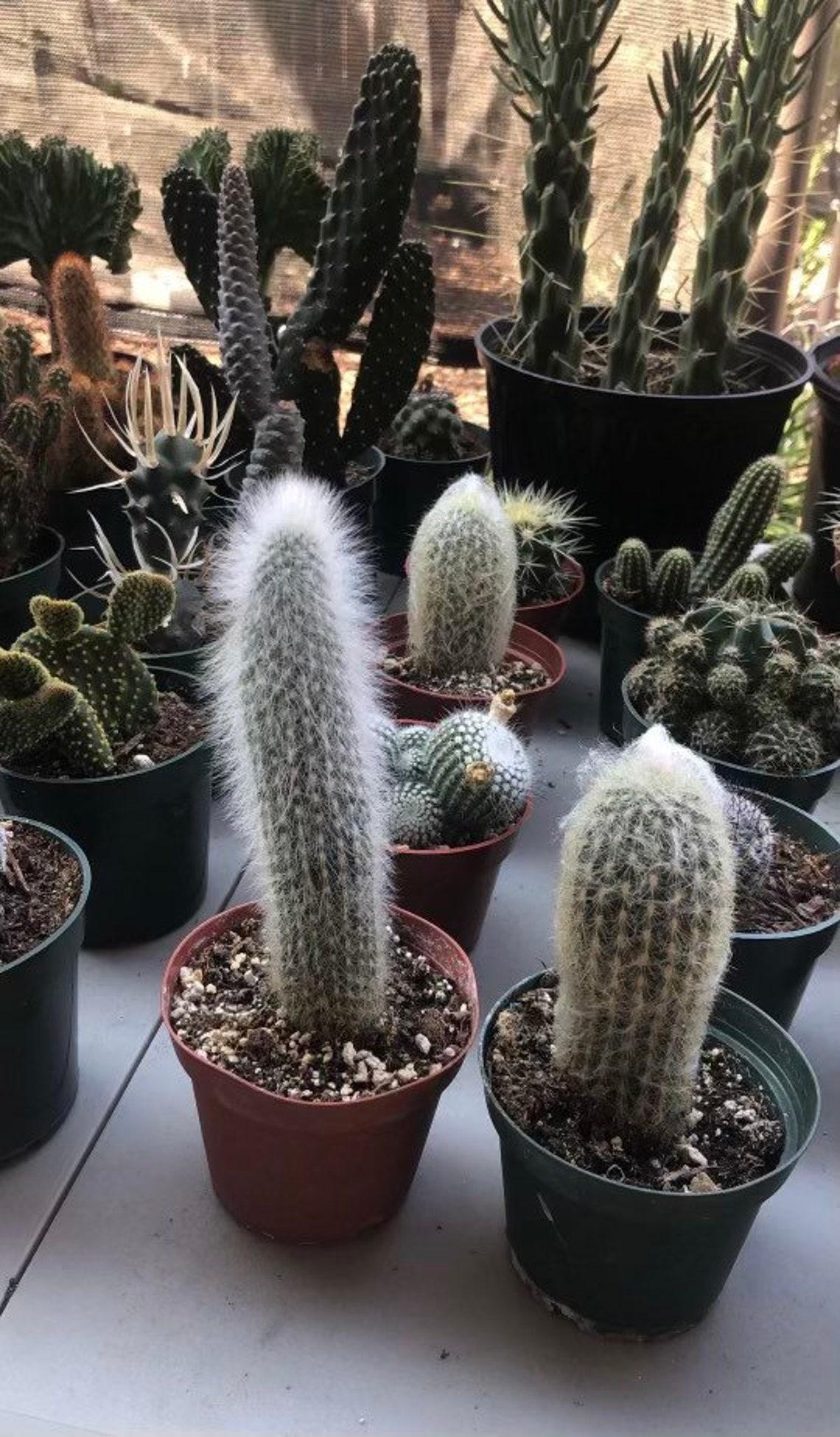 Cacti Succulent Assorted - View 14 from www redcrocus com