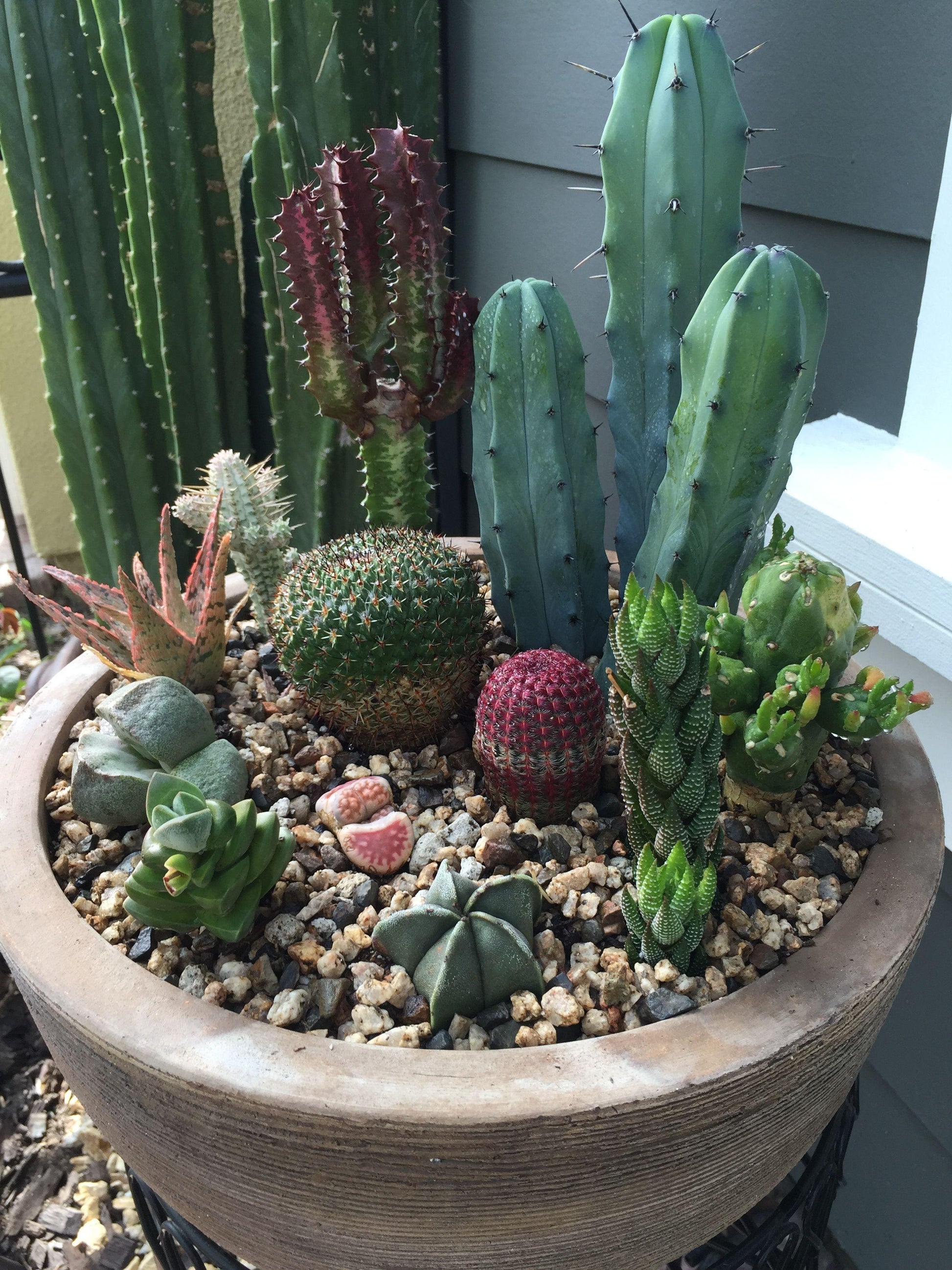 succulent cacti Assorted Cacti & Succulents