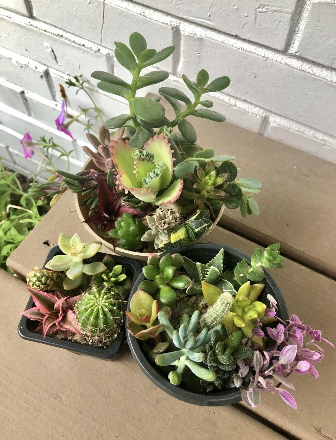 rojas succulents and cacti RedCrocus Assorted Cacti & Succulents- Drought-Resistant Indoor & Outdoor Plants for Patio, Rock Gardens, and Containers, Low Maintenance 8" Pot