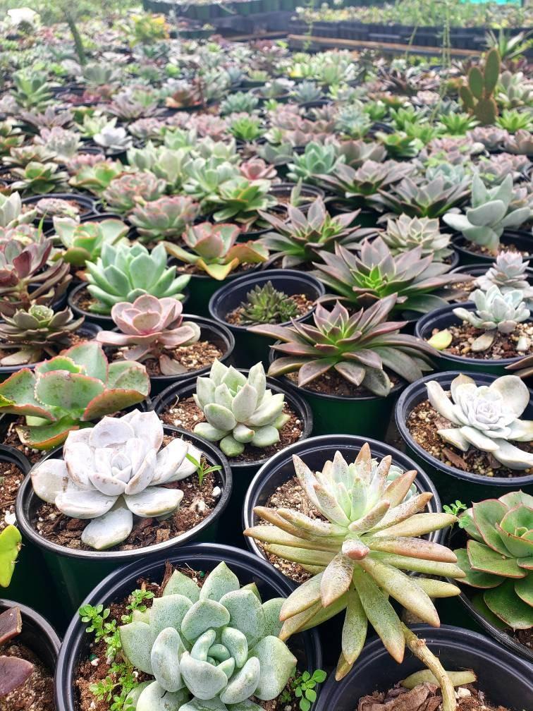 Echeveria, Assorted - View 17 from www redcrocus com