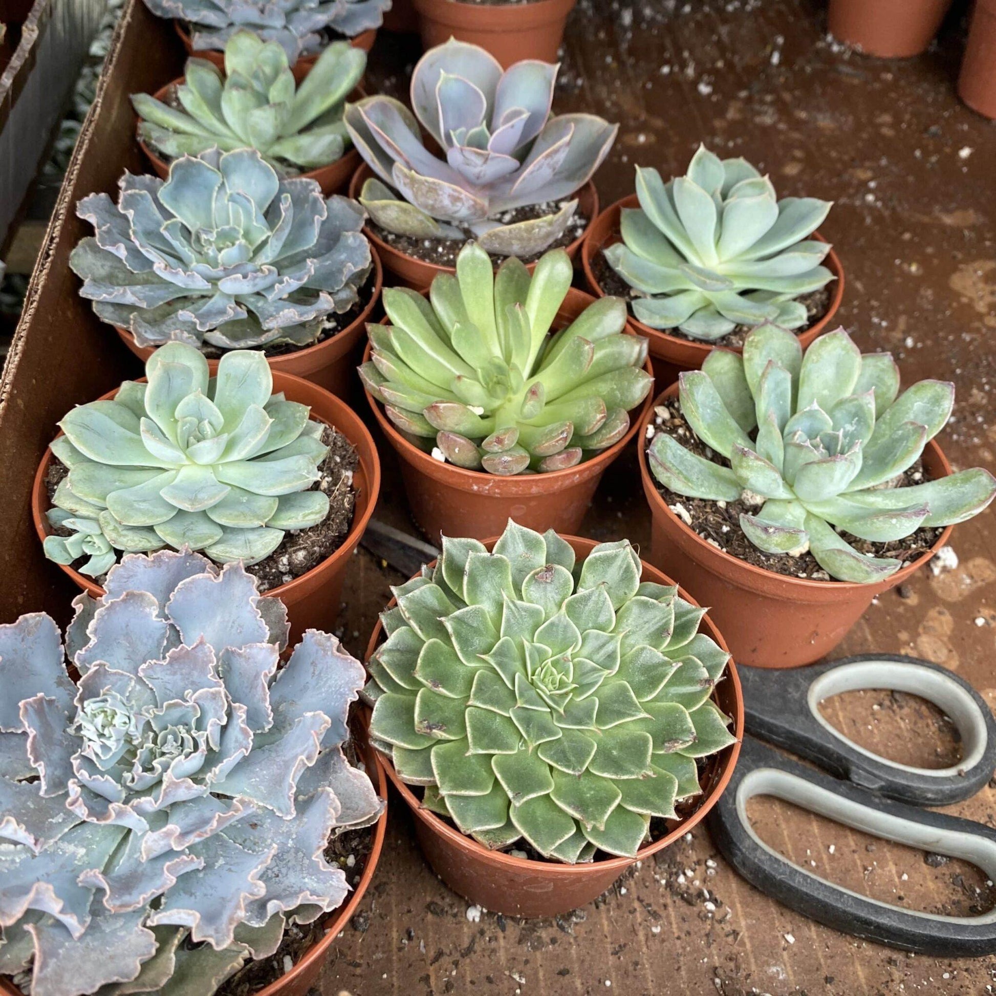 Echeveria, Assorted - View 18 from www redcrocus com