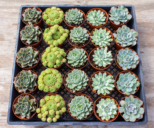 Echeveria Assorted - View 1 from www redcrocus com