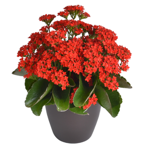 Kalanchoe, Blooming, Assorted - View 1 from www redcrocus com