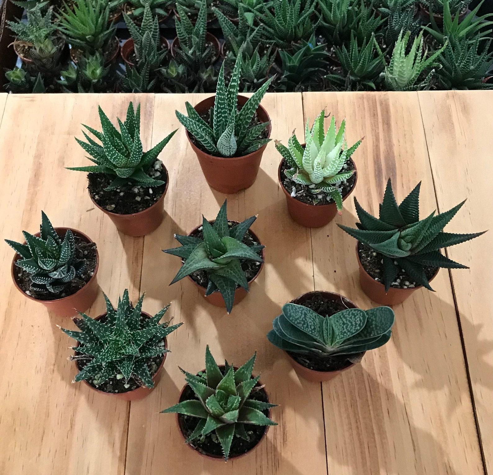 Haworthia Assorted - View 16 from www redcrocus com