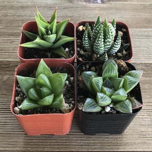 Haworthia Assorted - View 1 from www redcrocus com