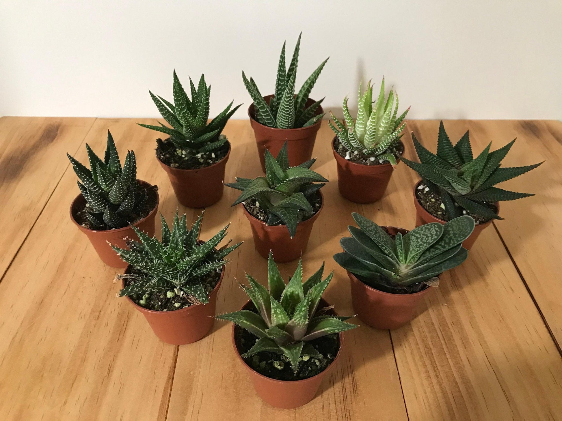 Haworthia Assorted - View 4 from www redcrocus com