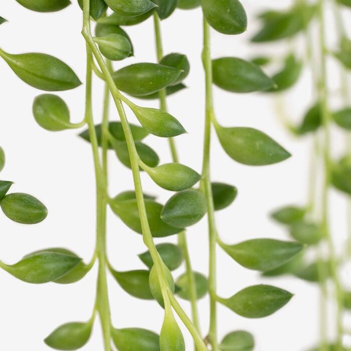 Senecio Assorted - View 10 from www redcrocus com