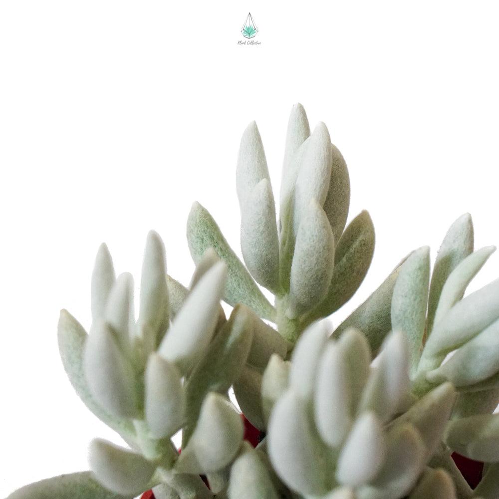 Senecio Assorted - View 11 from www redcrocus com