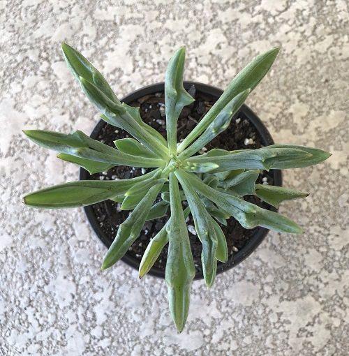 Senecio Assorted - View 12 from www redcrocus com