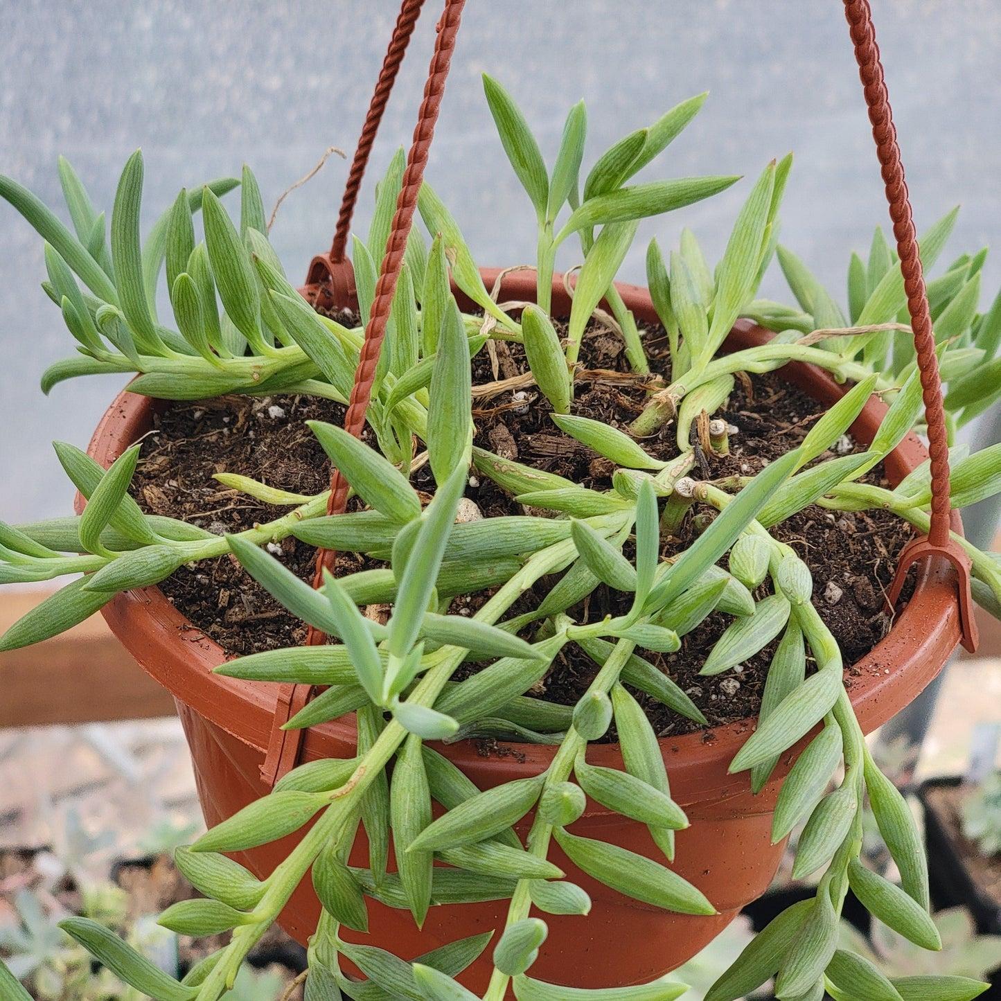 Senecio Assorted - View 13 from www redcrocus com