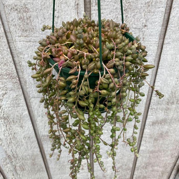 Senecio Assorted - View 14 from www redcrocus com