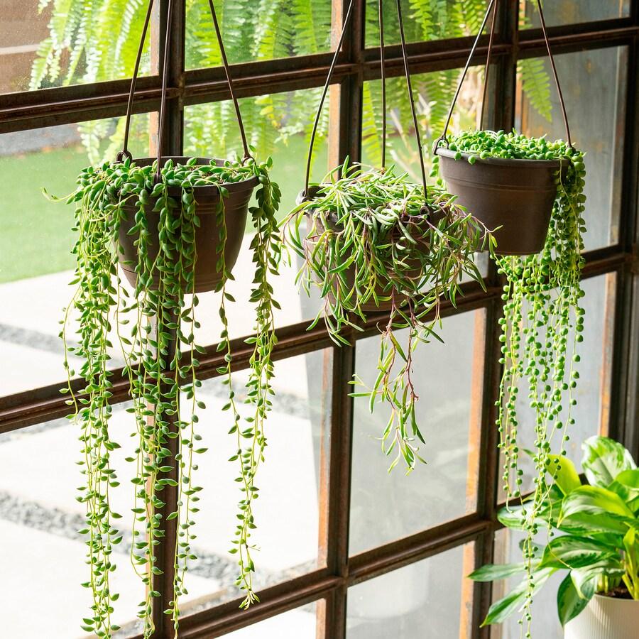 Senecio Assorted - View 3 from www redcrocus com