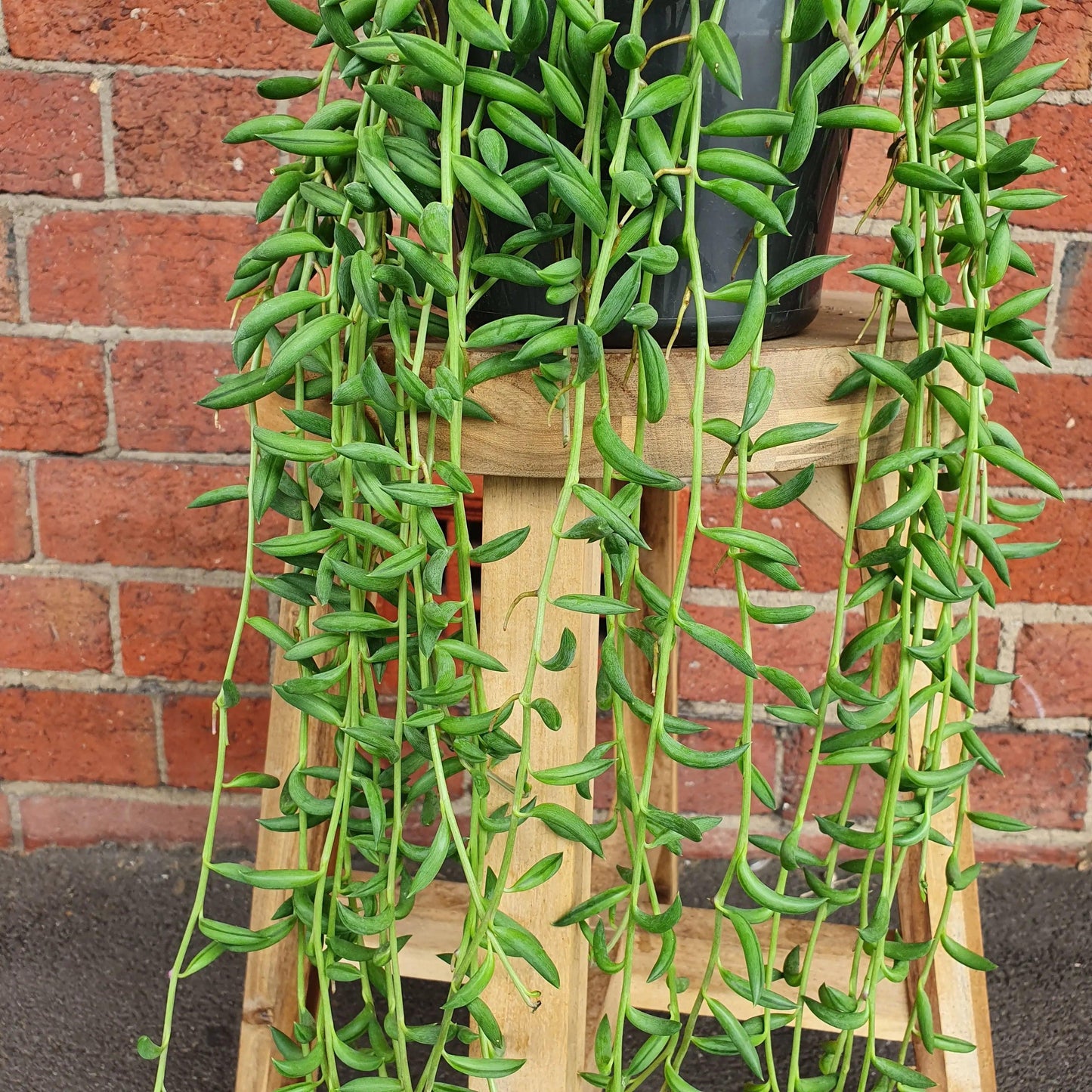 Senecio Assorted - View 6 from www redcrocus com