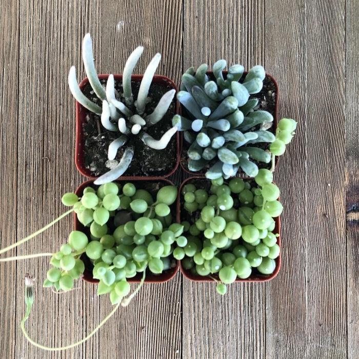 Senecio Assorted - View 7 from www redcrocus com