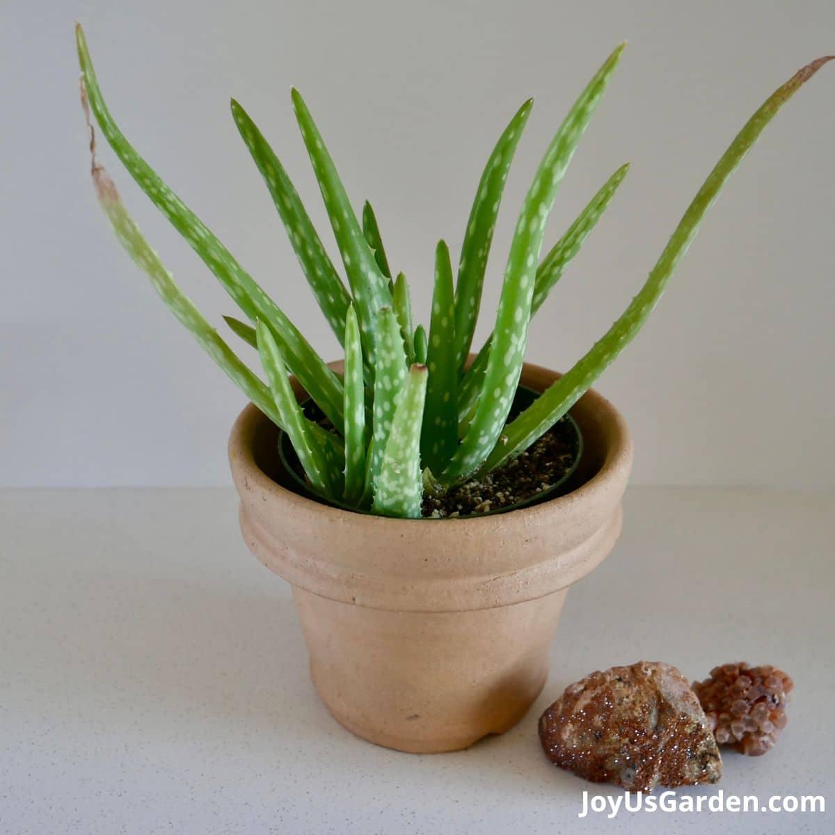 Aloe Vera - View 12 from www redcrocus com