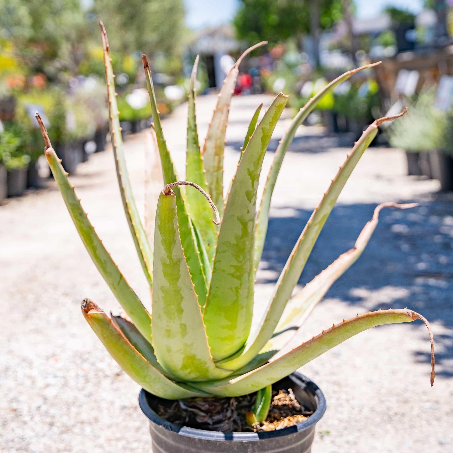 Aloe Vera - View 15 from www redcrocus com