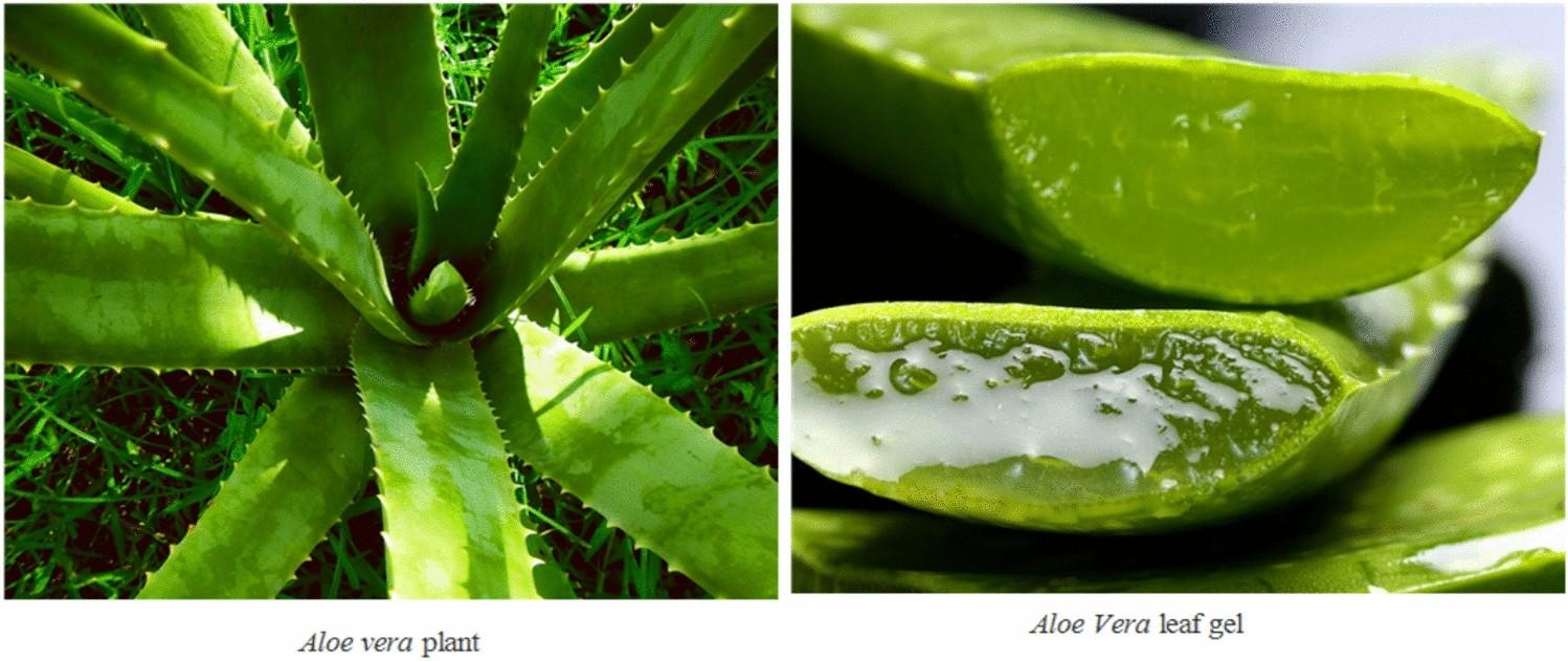 Aloe Vera - View 17 from www redcrocus com