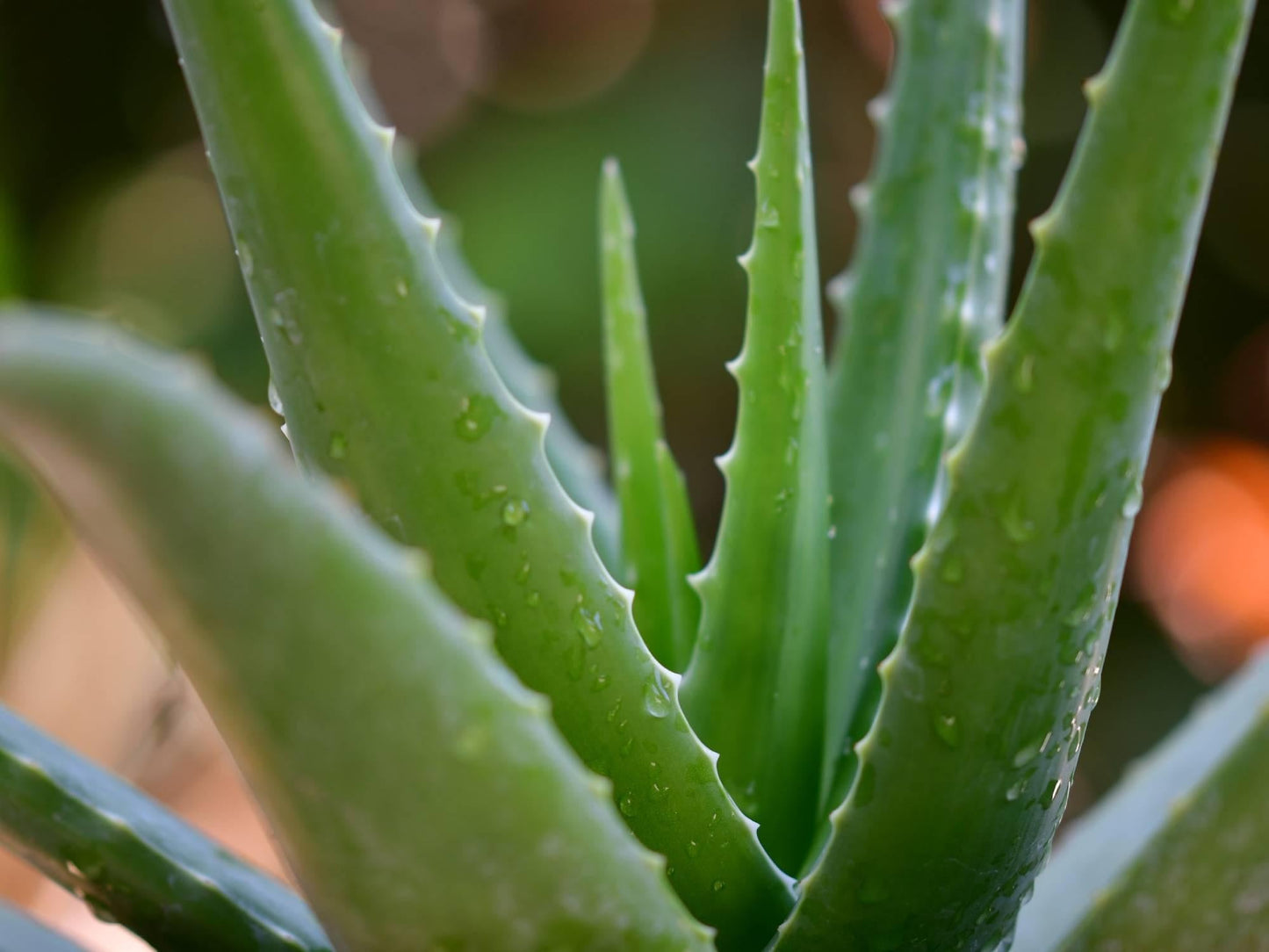 Aloe Vera - View 20 from www redcrocus com