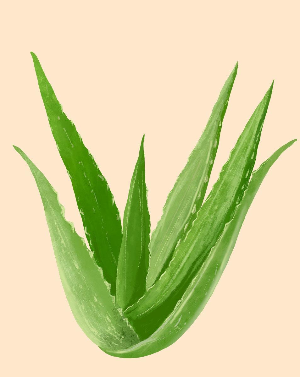 Aloe Vera - View 21 from www redcrocus com