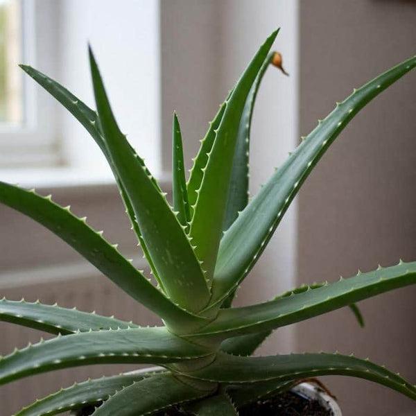 Aloe Vera - View 22 from www redcrocus com