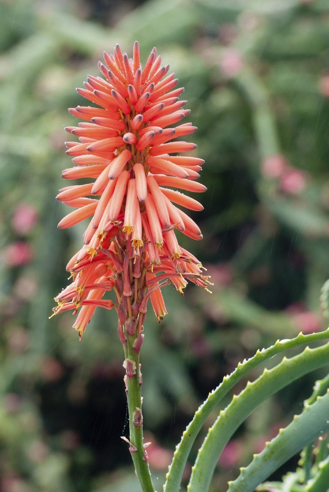 Aloe Vera - View 23 from www redcrocus com