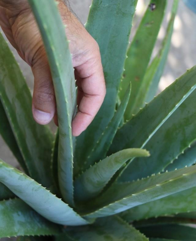 Aloe Vera - View 24 from www redcrocus com
