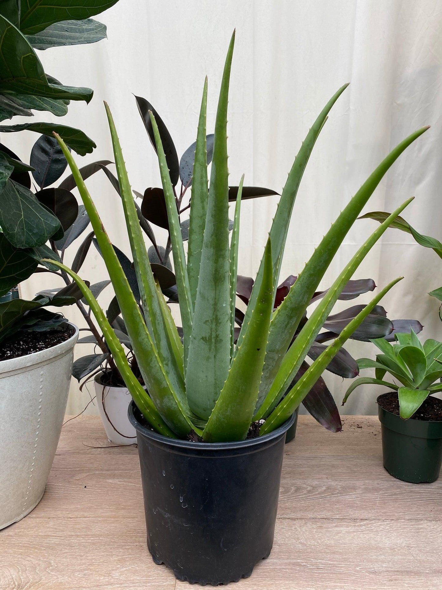 Aloe Vera - View 25 from www redcrocus com