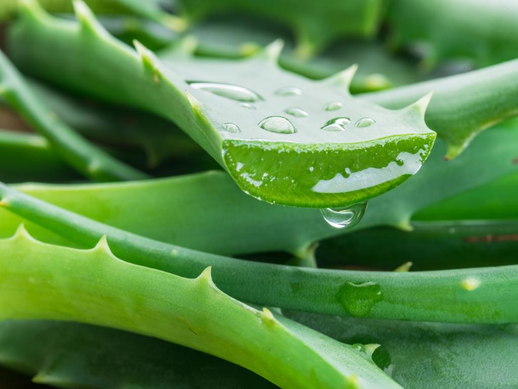 Aloe Vera - View 29 from www redcrocus com