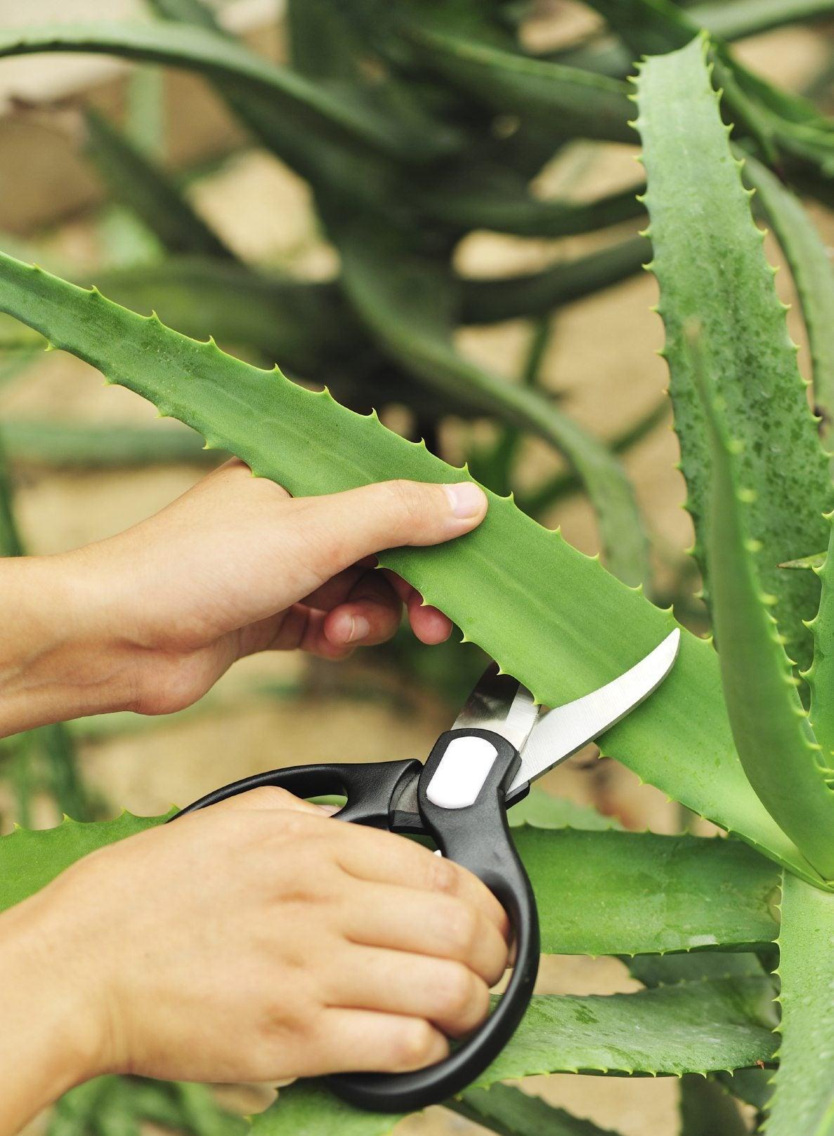 Aloe Vera - View 31 from www redcrocus com