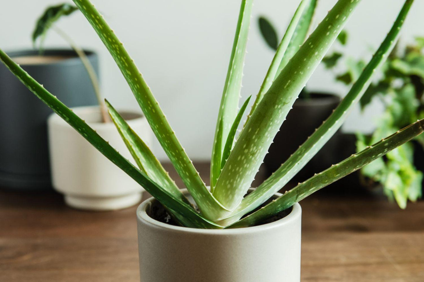 Aloe Vera - View 32 from www redcrocus com
