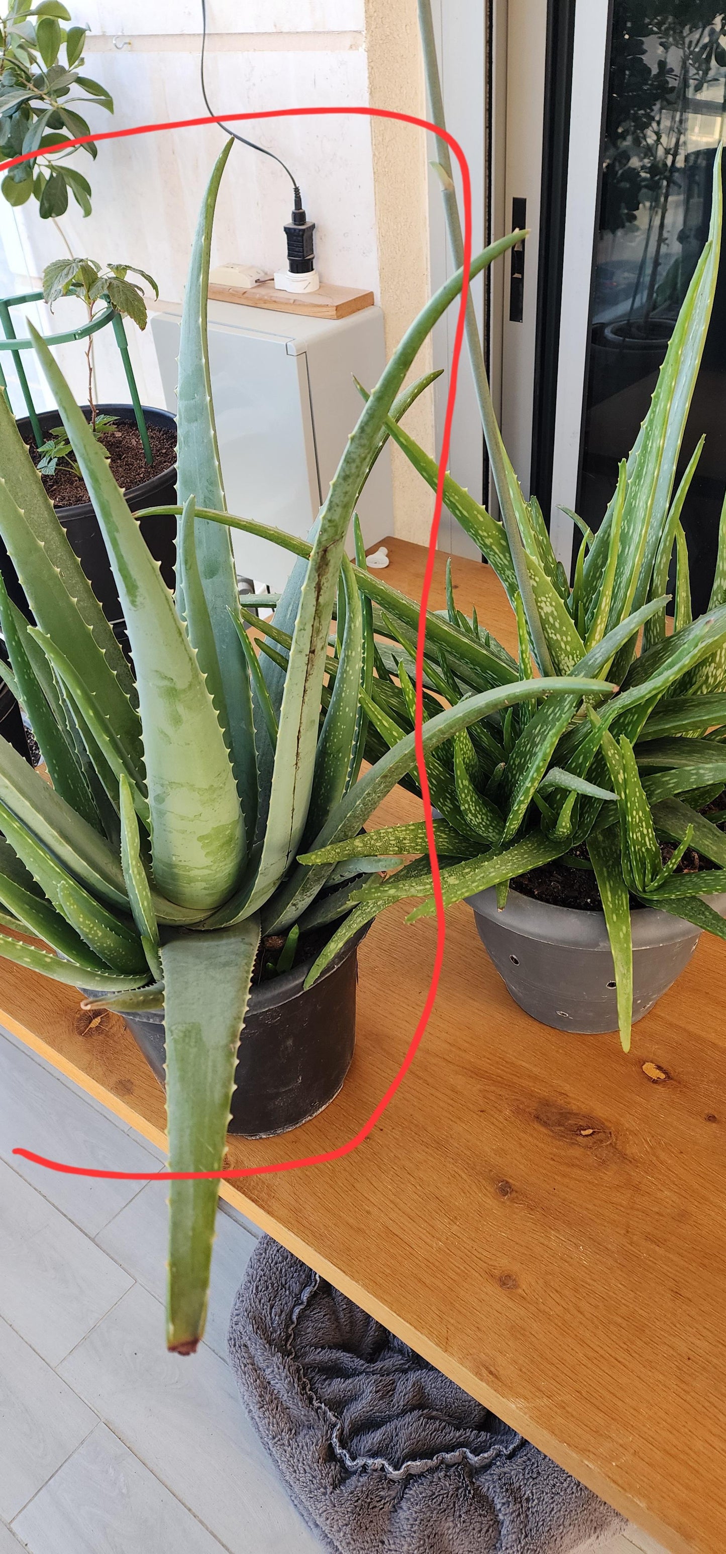 Aloe Vera - View 36 from www redcrocus com