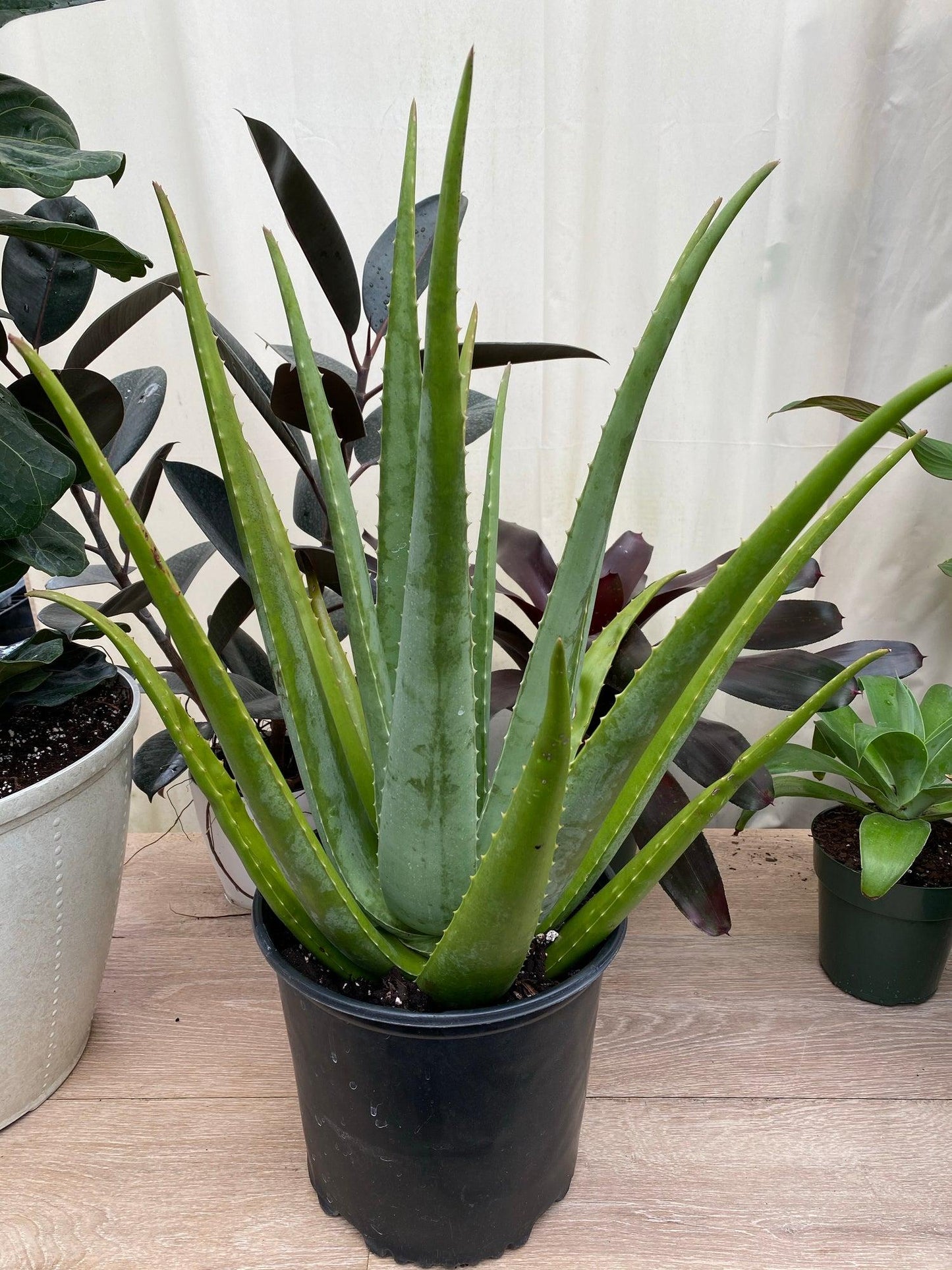 Aloe Vera - View 38 from www redcrocus com
