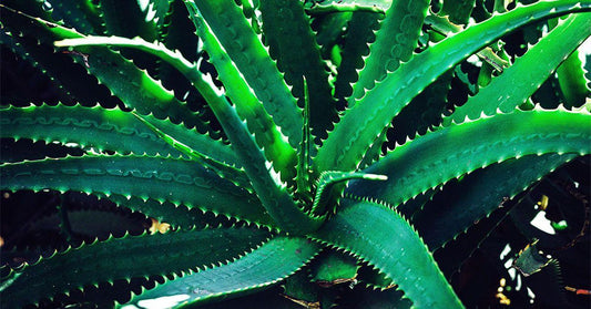 Aloe Vera - View 4 from www redcrocus com