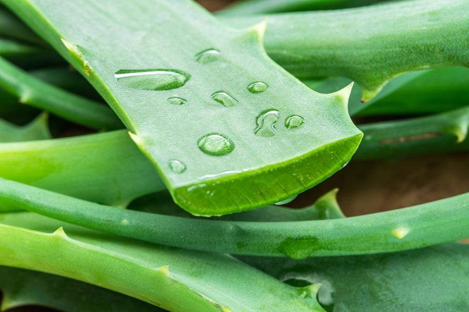 Aloe Vera - View 6 from www redcrocus com